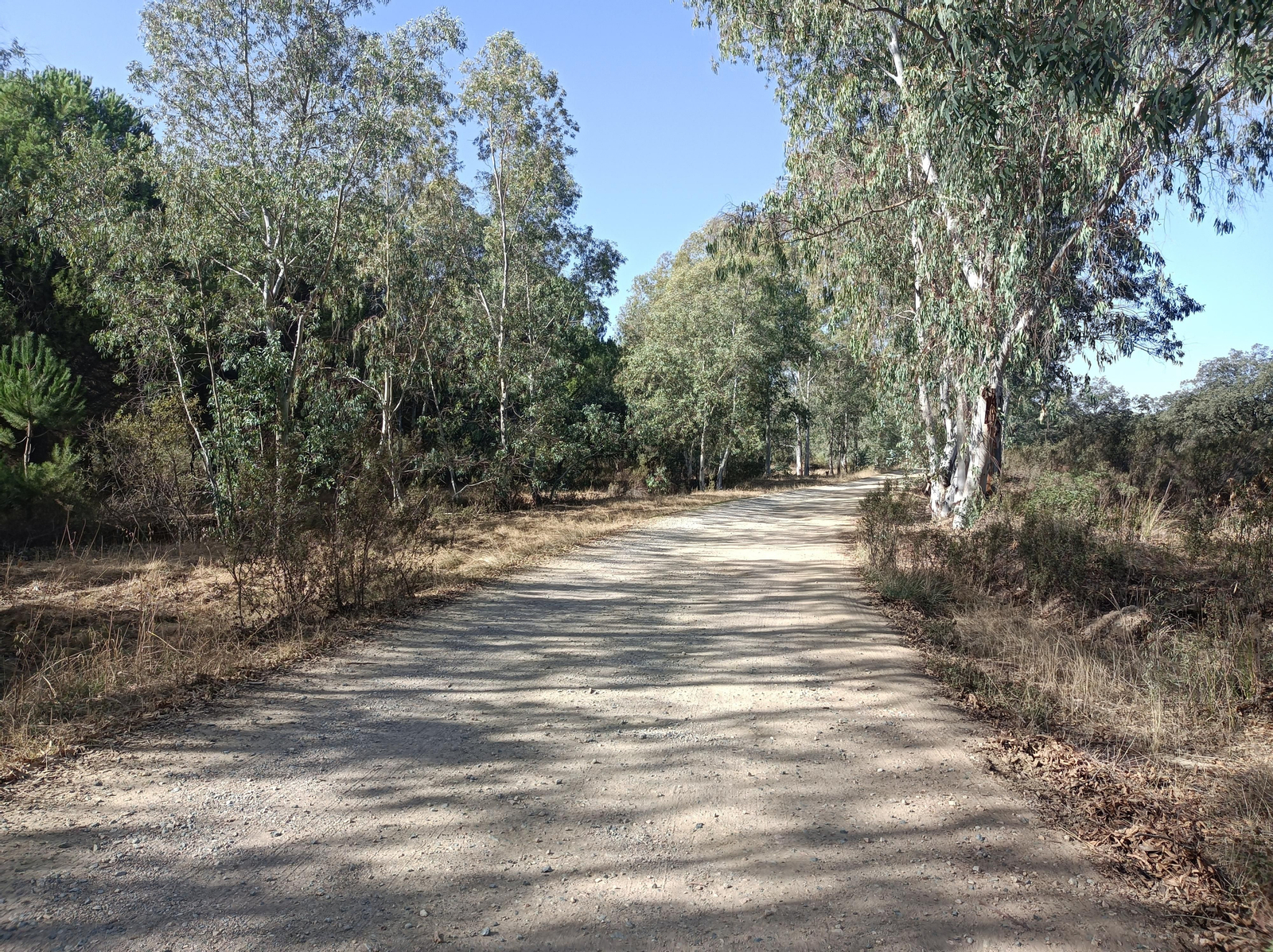 Fotos de la ruta de Los Brezales-Umbría de Santa Fe en el Ronquillo