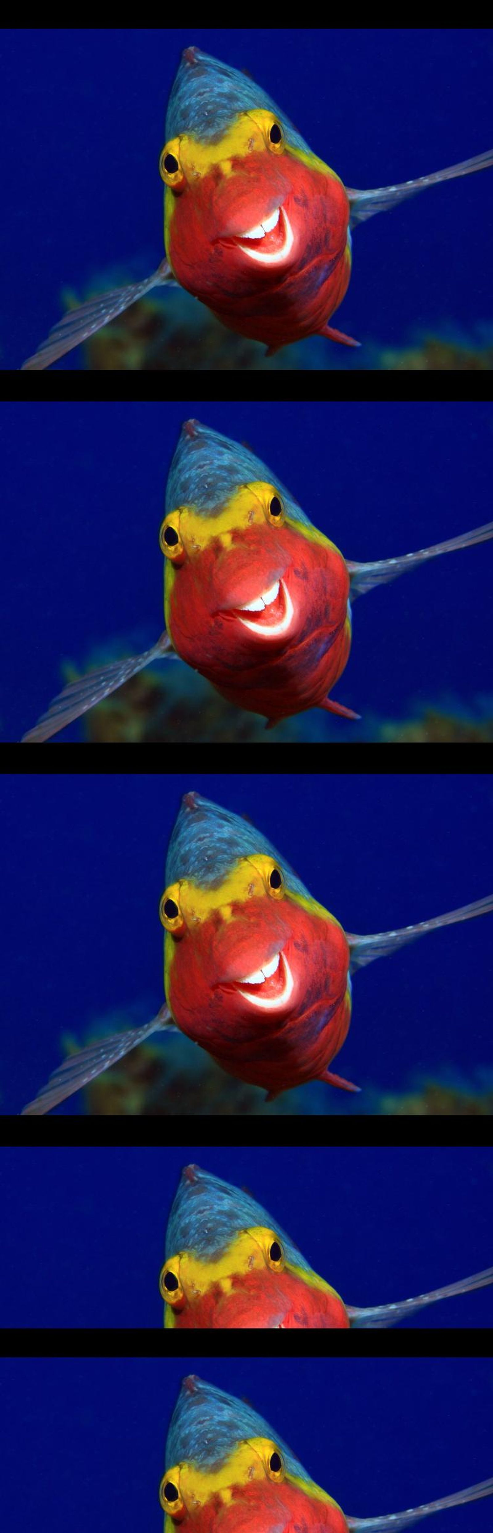 Finalistas 2020 Comedy Wildlife Photography Awards.