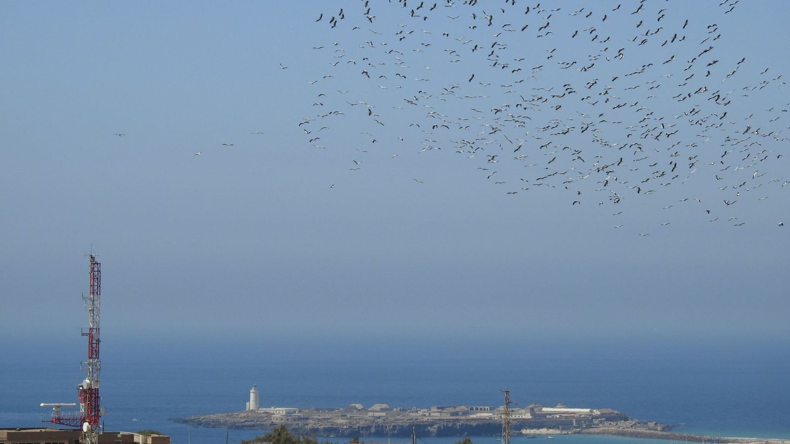 Una bandada de aves sobre el Estrecho.