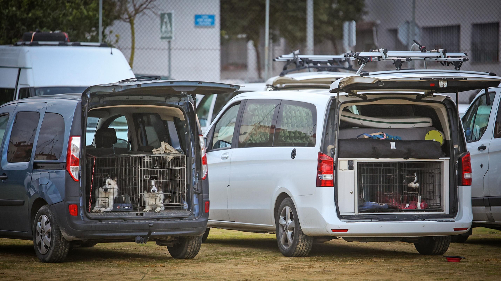 Habilidad canina en la prueba puntuable para el Campeonato de España de 'Agility' celebrado en Jerez Espectaculares las pruebas de disciplina canina puntuables para el Campeonato de España de Agility