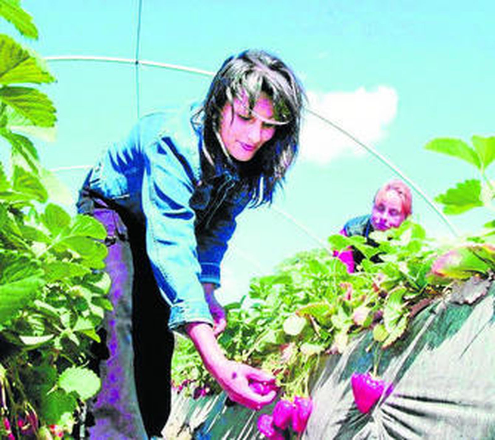Una mujer recoge fresas en Huelva.