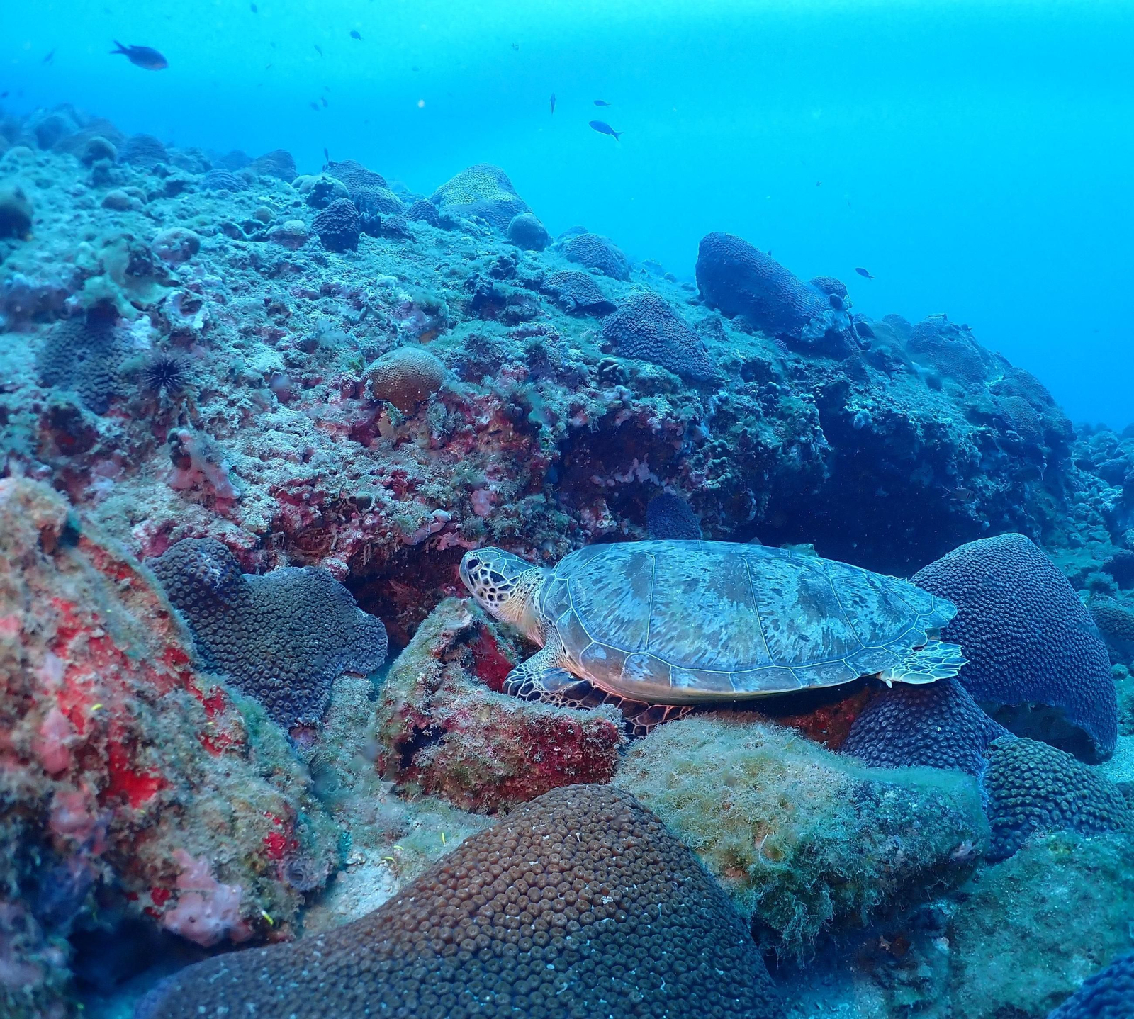 Tortuga verde es la única de dieta hervívora.