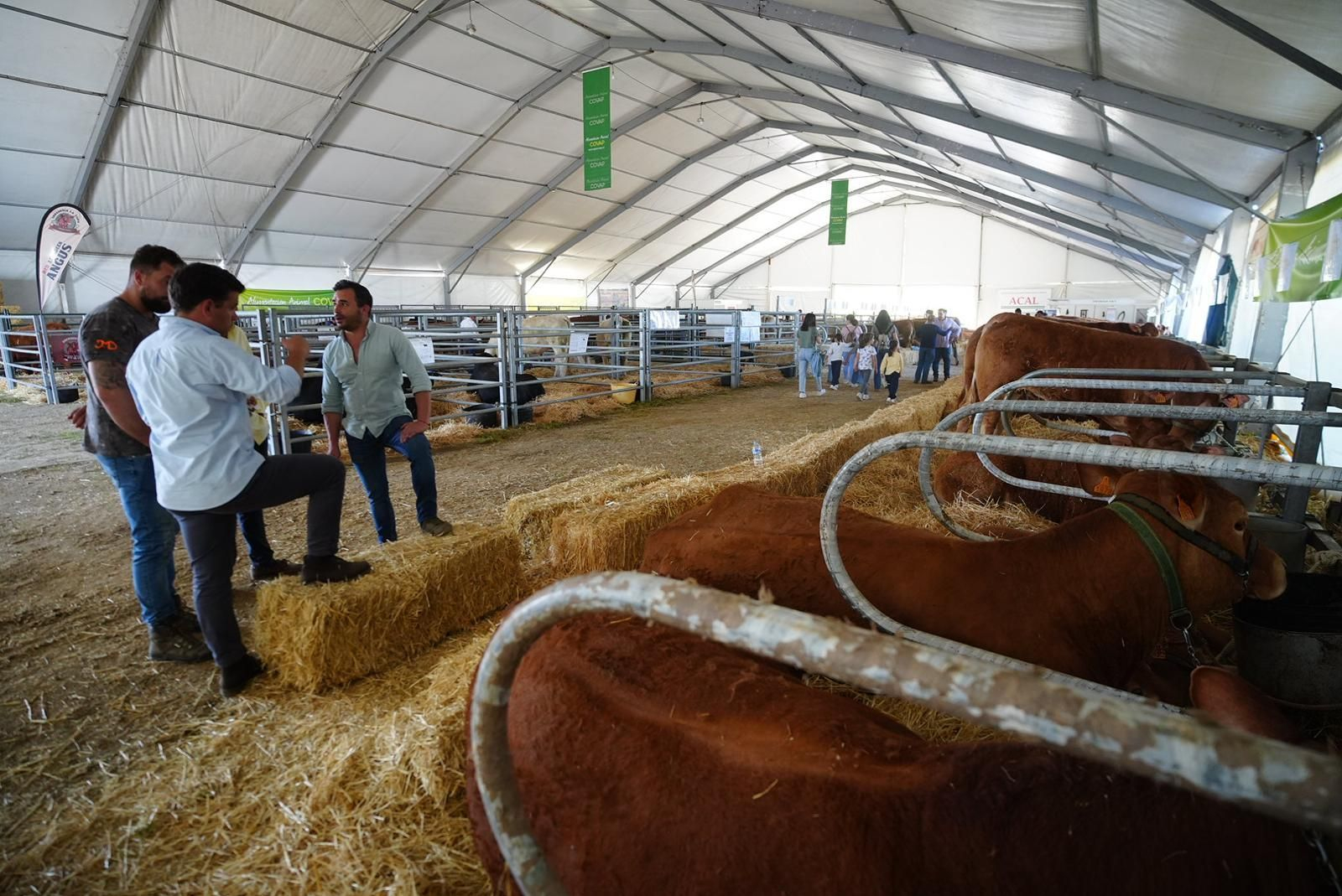 Las fotos de la Feria Agroganadera y XXI Agroalimentaria de Los Pedroches