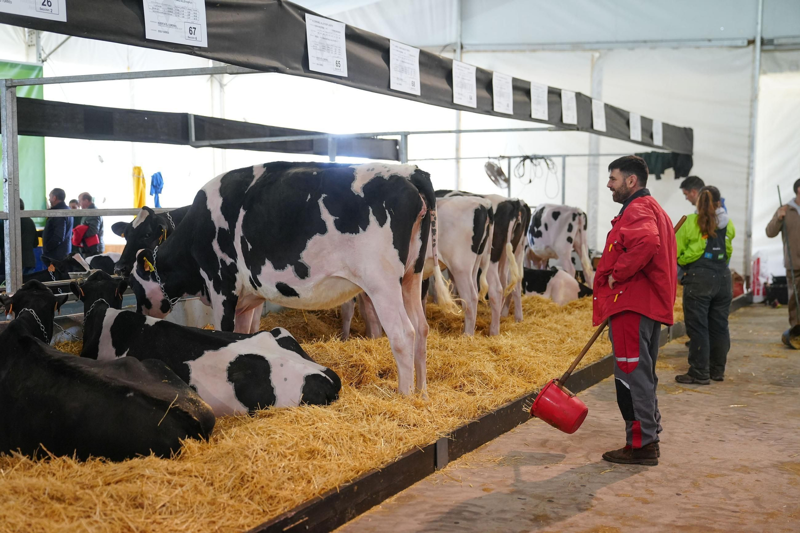 Las mejores imágenes de la inauguración de la XVII Feria de Ganado Frisón de Dos Torres