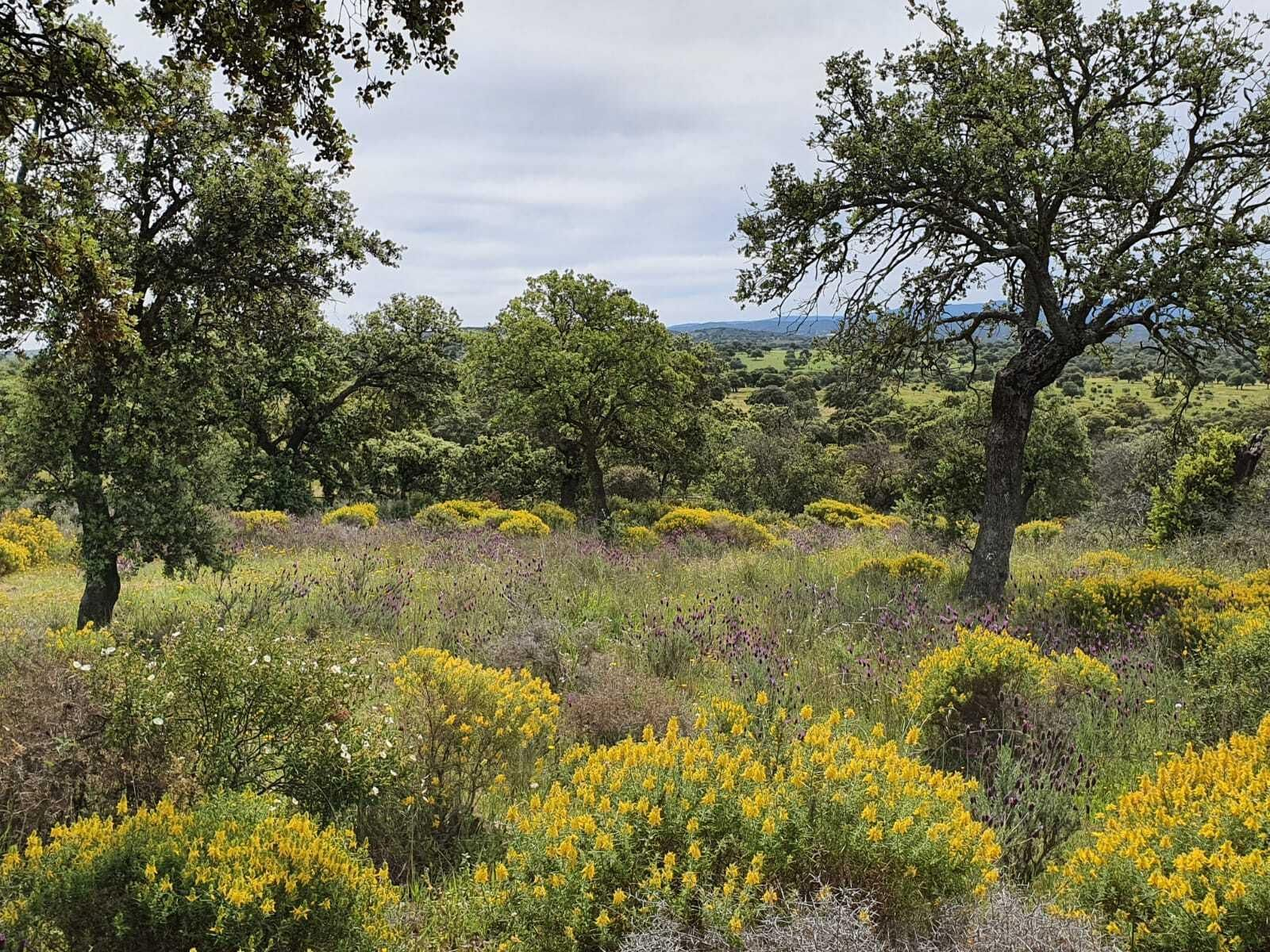 Las fotografías de la primavera en Los Pedroches