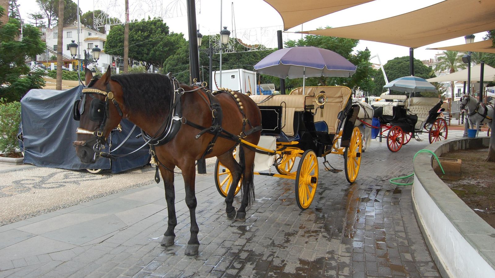 La parada de los coches de caballos. La parada de los coches de caballos.