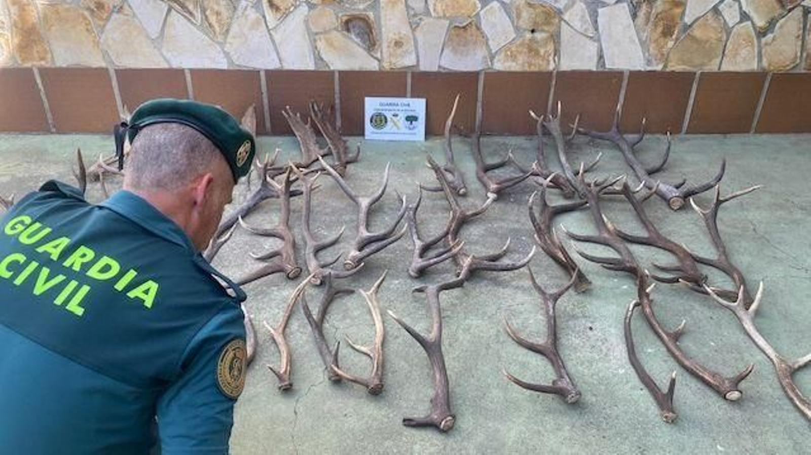 La Guardia Civil interviene 38 cornamentas de cérvidos en un almacén de Jimena de la Frontera.