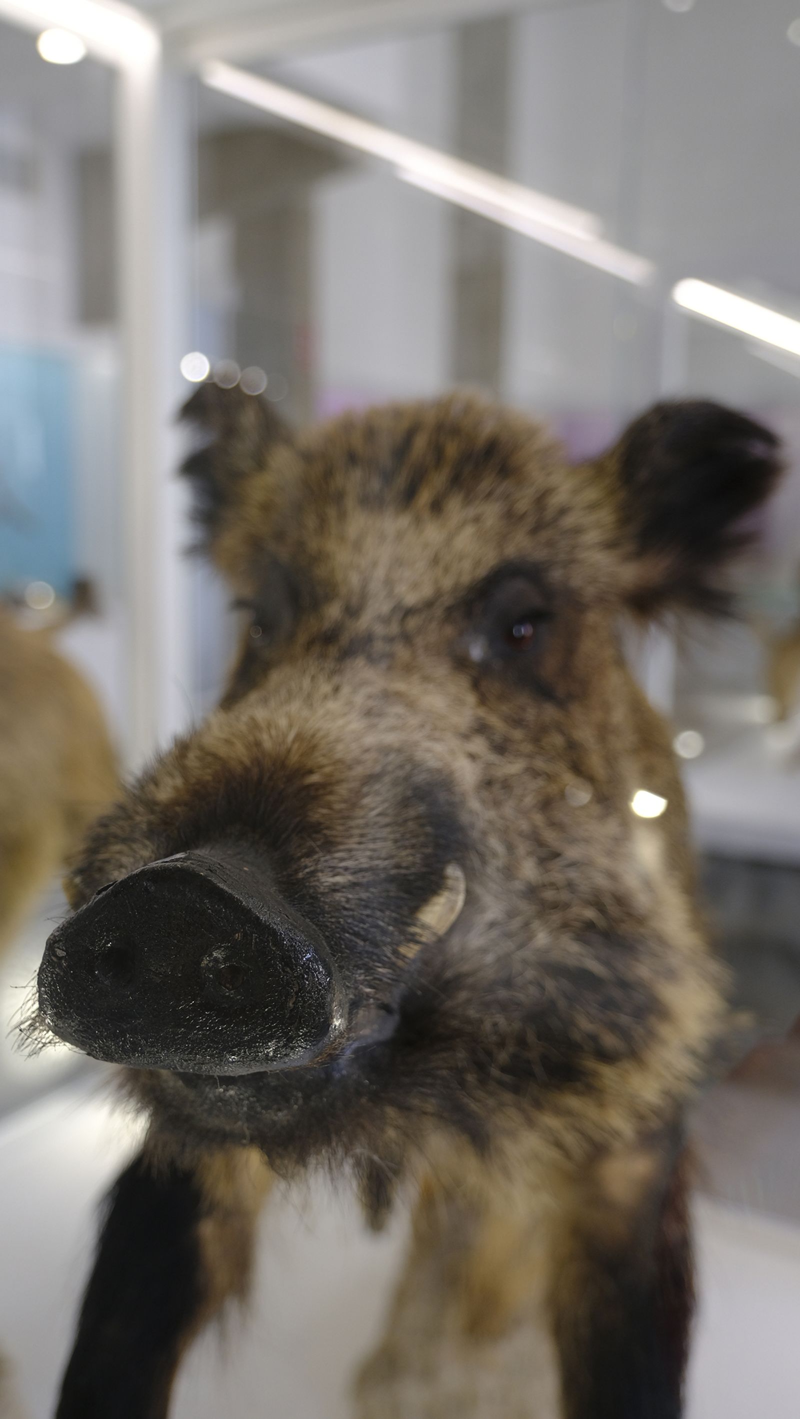 Las mejores imágenes del Pabellón de Historia Natural de la UAL