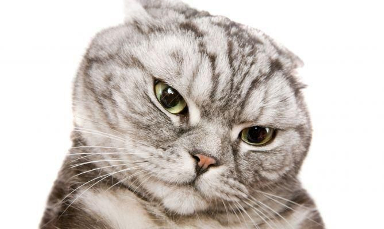 Acusan al gato como animal peligroso para la fauna silvestre según un nuevo estudio