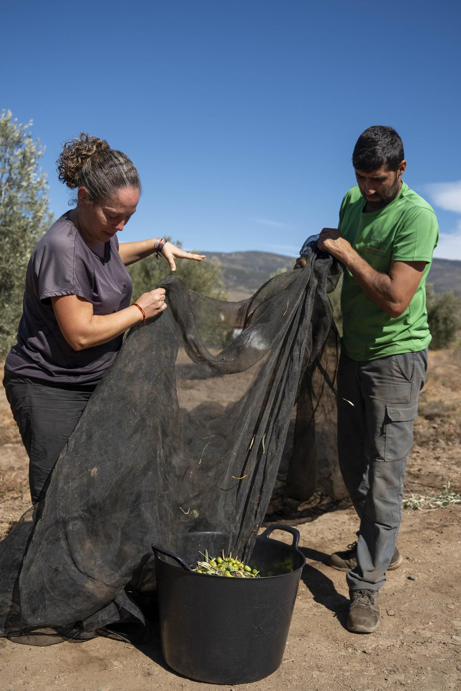 Las imágenes de la campaña recogida de acetuna en Fiñana