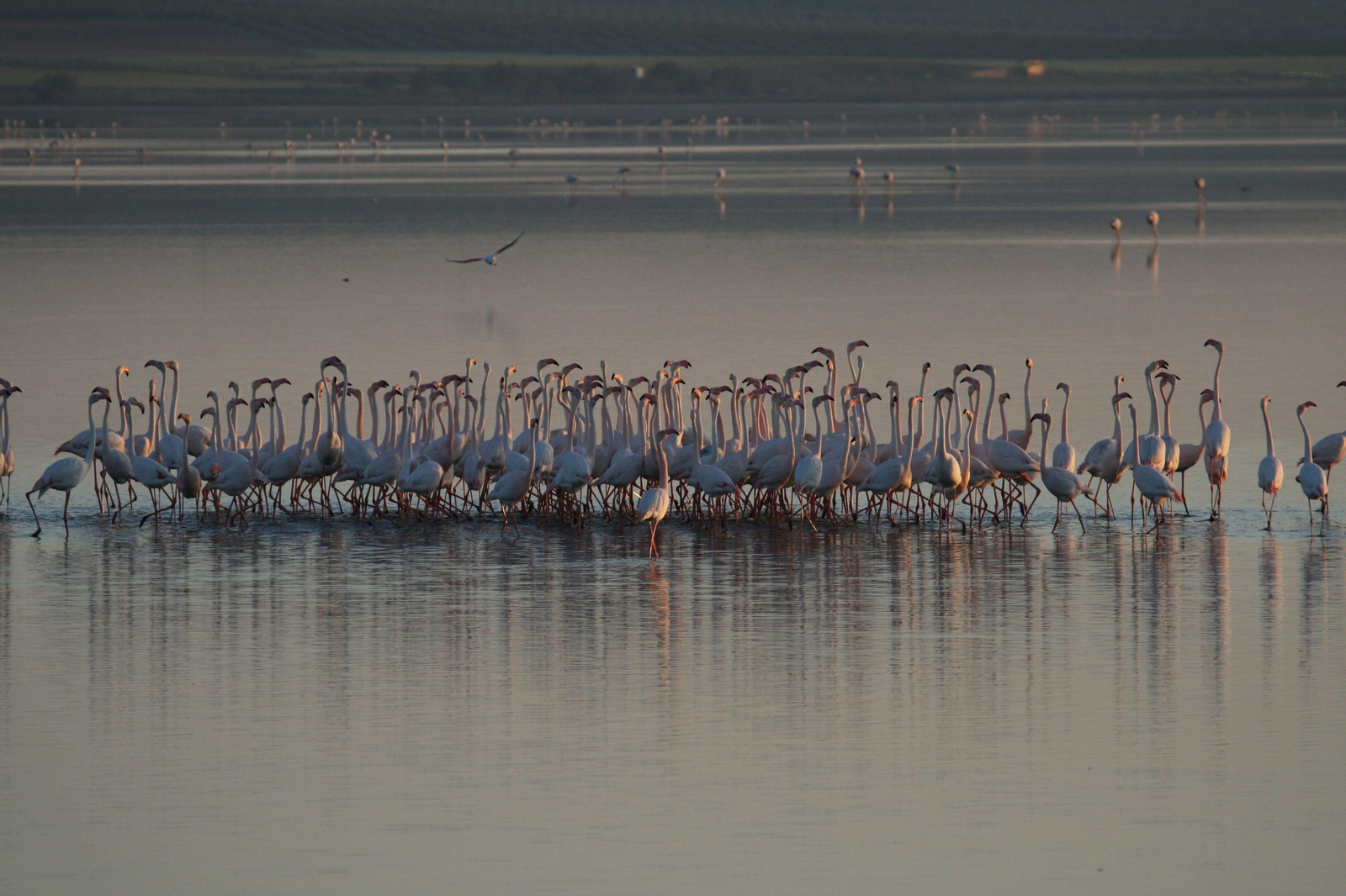 Flamencos en la Laguna de Fuente de Piedra durante el cortejo.