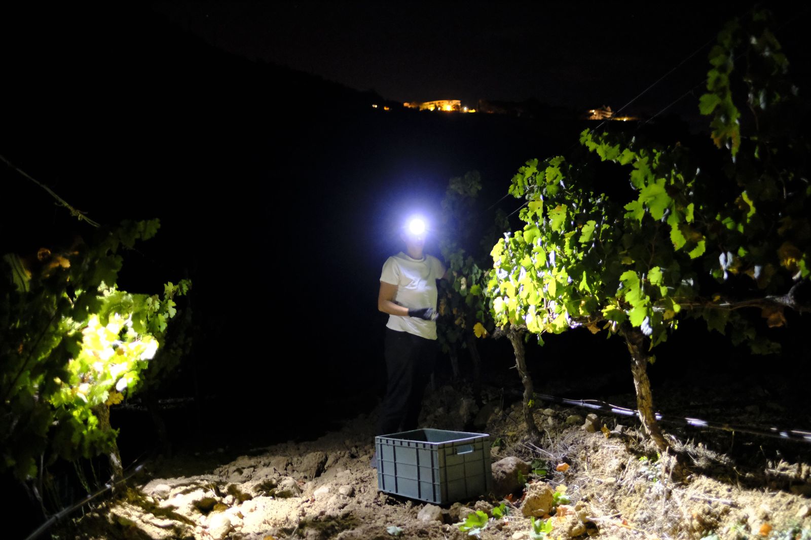 Vendimia nocturna en Ronda, en fotos