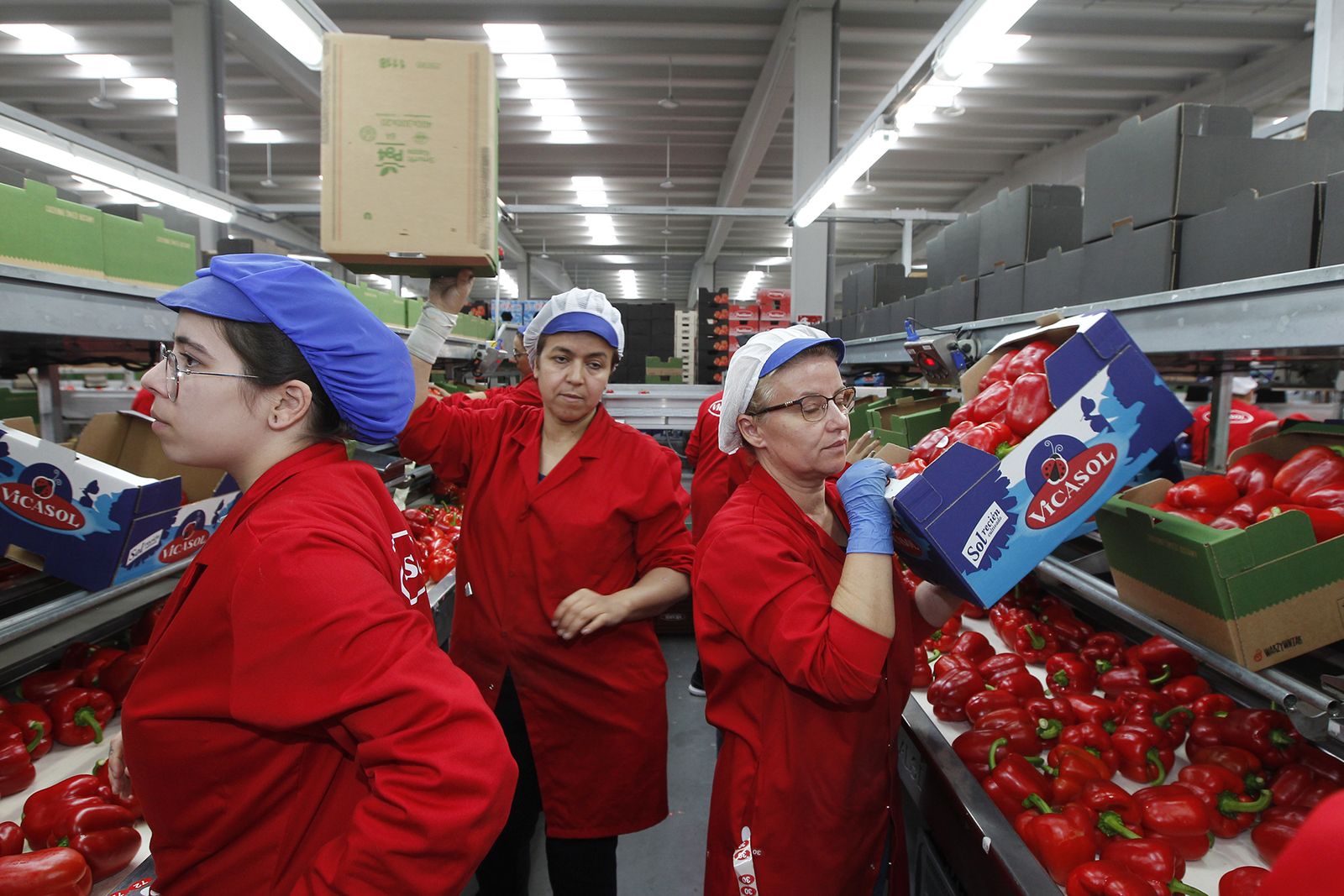 Fotogalería nuevas instalaciones Vicasol 3 en El Ejido