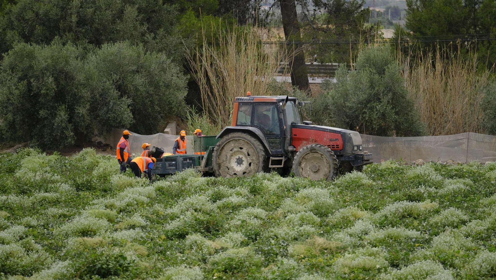 La sandía y el melón de Huércal Overa, manjares en imágenes