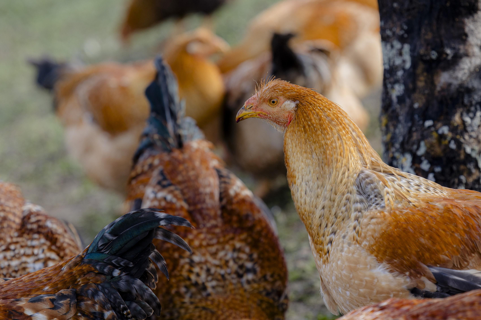 Imágenes de la finca "Loma Verde"; dedicada a la cría de capones y pulardas en libertad.