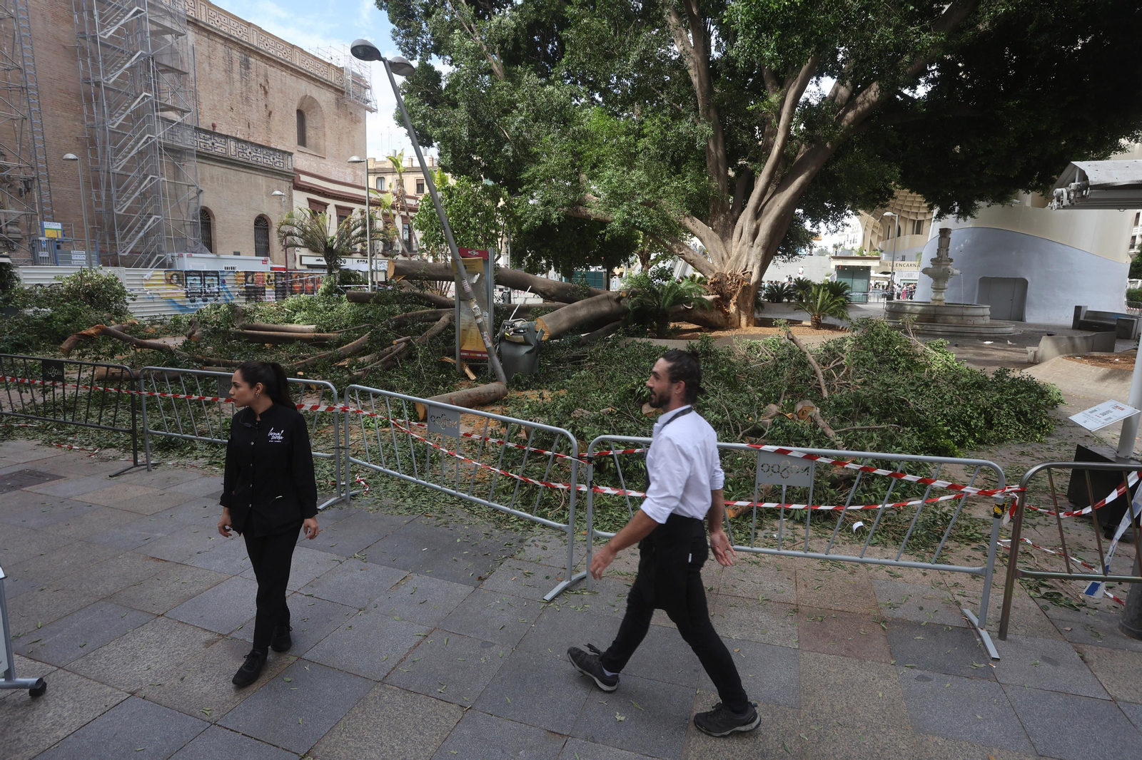Se cae un árbol en la Encarnación