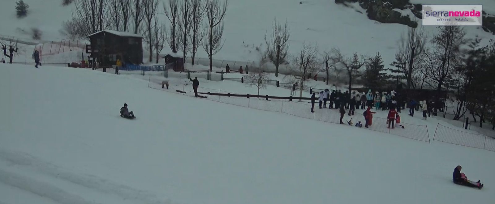 Mirlo Blanco en Sierra Nevada