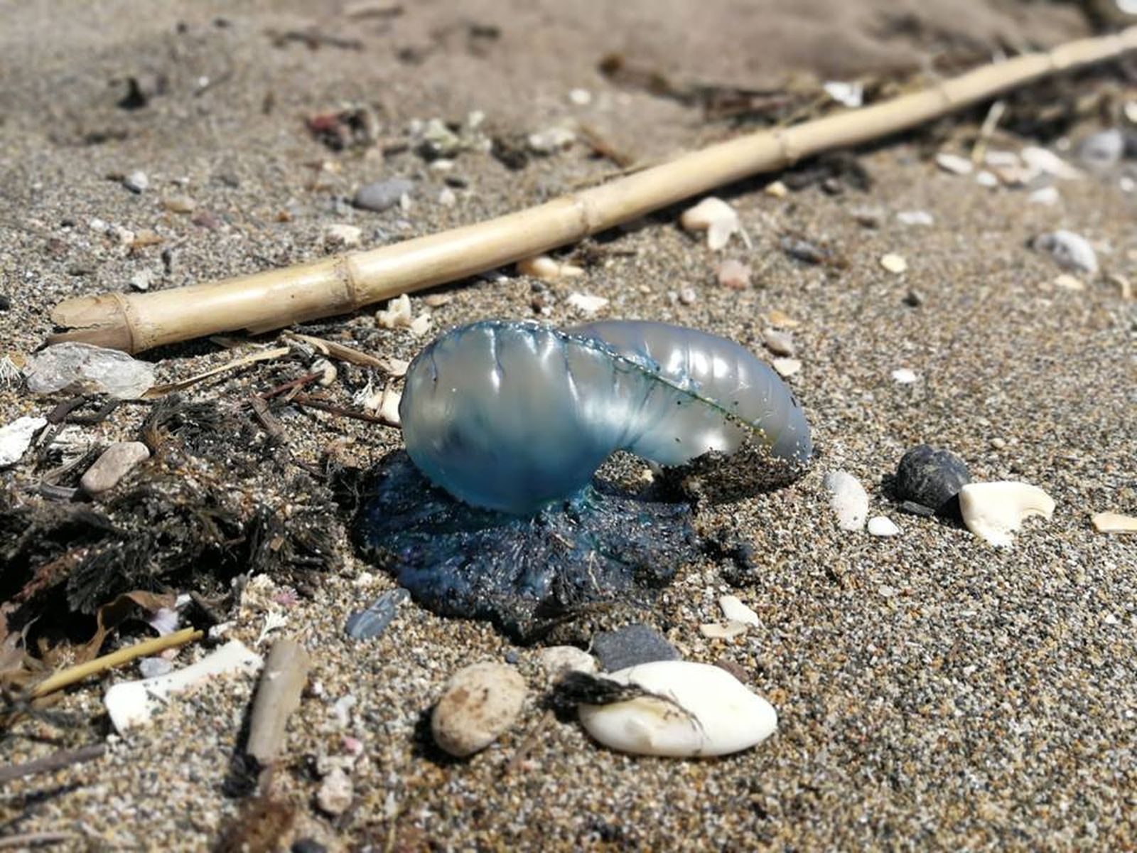 Carabela portuguesa aparecida en el litoral malagueño.