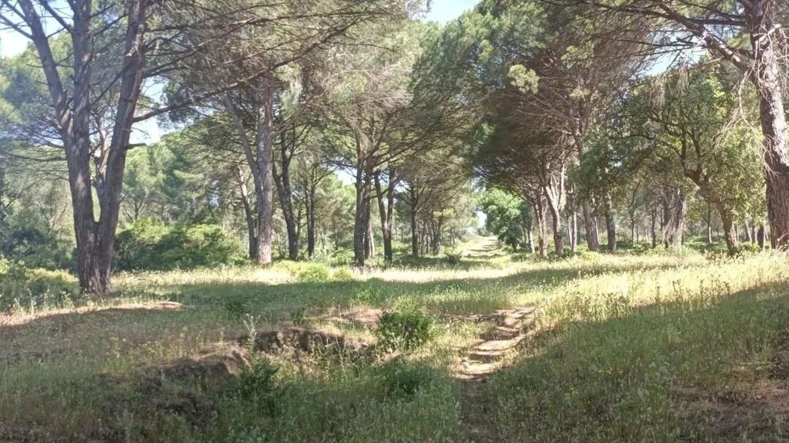 El pinar tras la Alcaidesa es otra maravilla de esta etapa, pero la señalización no es muy buena.