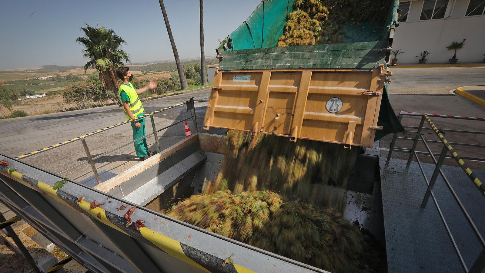 Recepción de la uva en el lagar de Barbadillo en Gibalbín con las zonas acotadas en la tolva para prevenir accidentes.