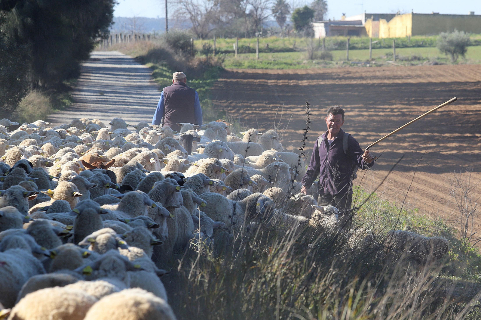Imágenes del pastoreo de ovejas en Almonte