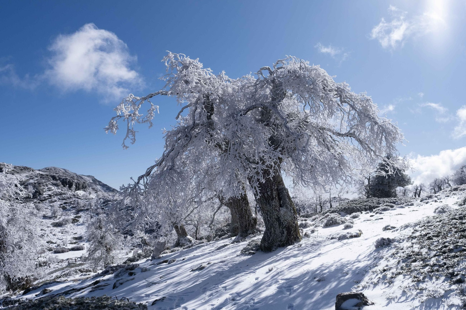 Nevada en la Sierra de las Nieves, en fotos
