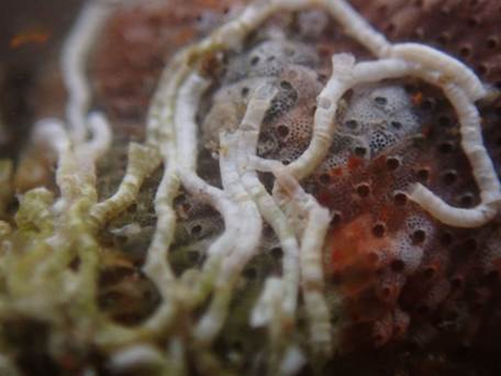 Filograna sp es un gusano poliqueto que vive dentro de un tubo de carbonato de calcio que ellos mismos fabrican