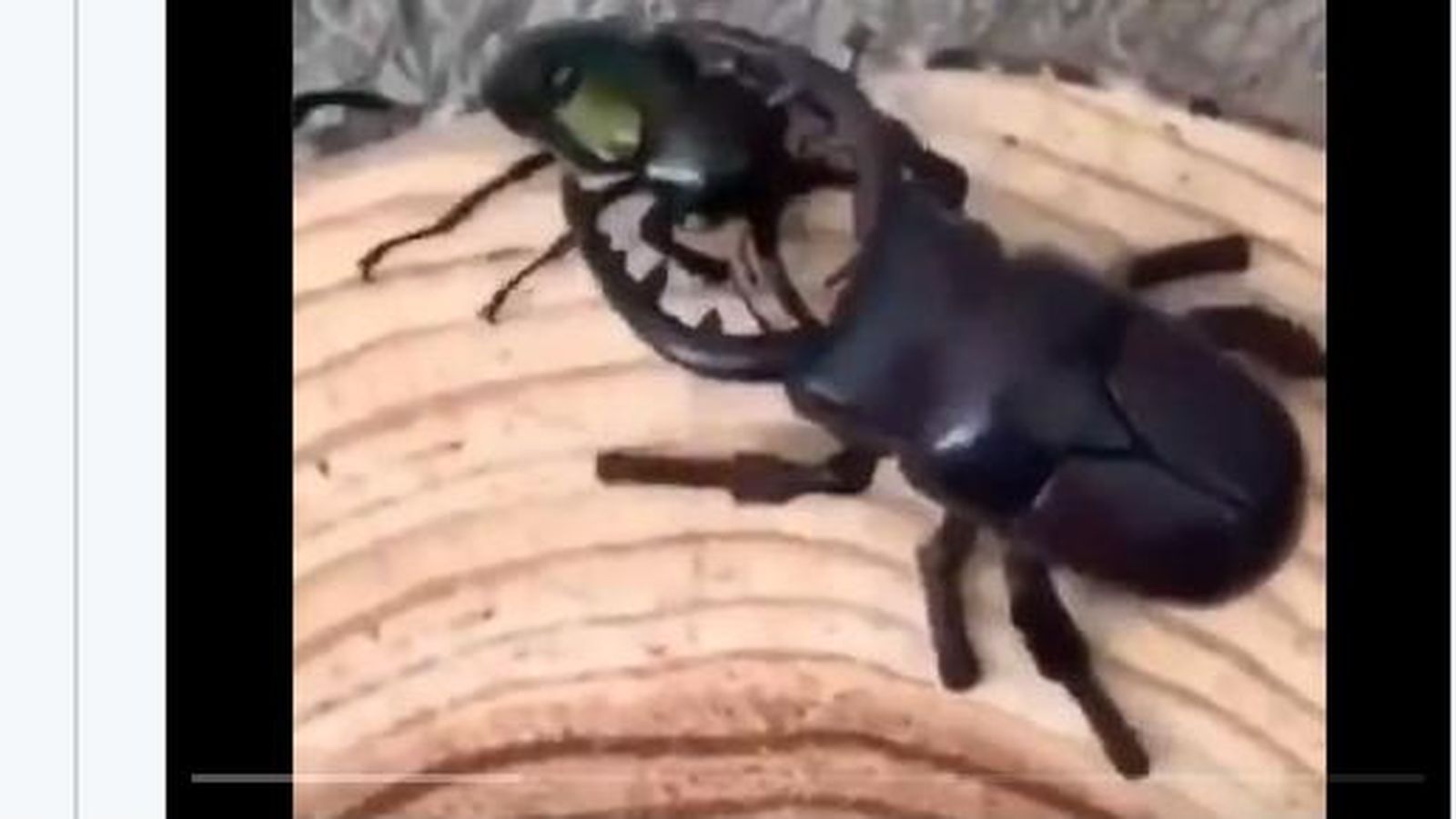 Así vence un escarabajo real a un escarabajo ciervo robótico