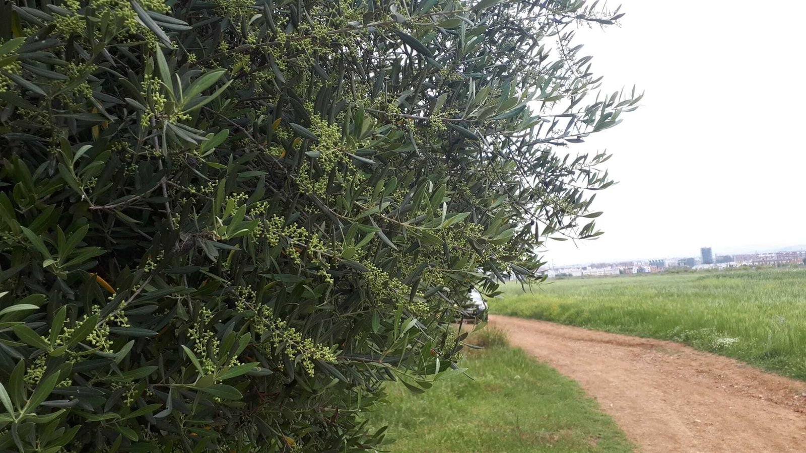Un olivo, al comienzo de su ciclo de floración.