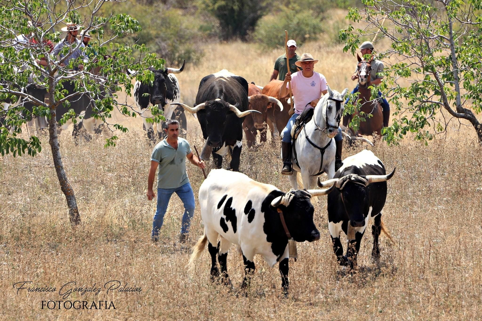 Saltos y fintas de vértigo en los encierros de Santiago de la Espada, en imágenes