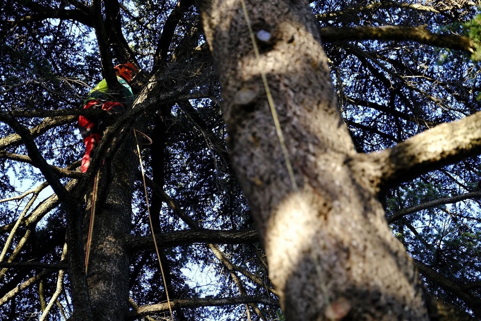 Un operario poda un arbol de gran porte del Alcázar