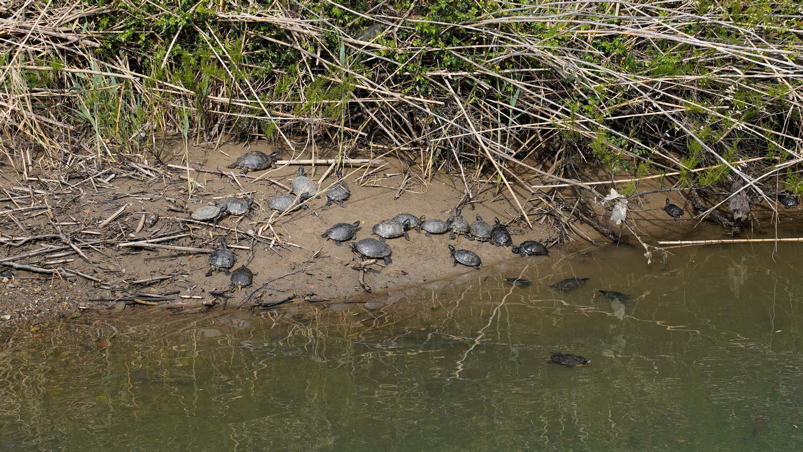 Fotos del río Pícaro y el arroyo del Lobo en Algeciras