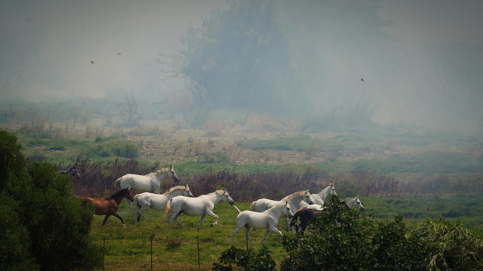 Muere un caballo después de que la manada fuese liberada