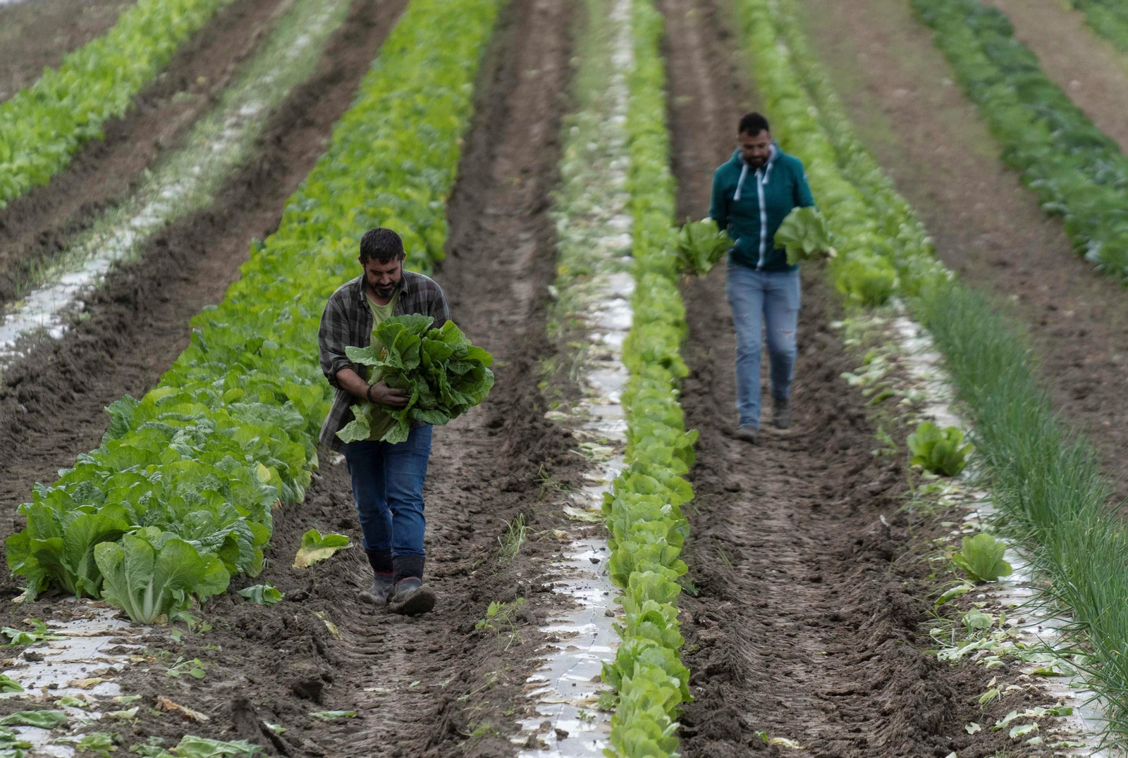 Huertos ecológicos en Montalbán.