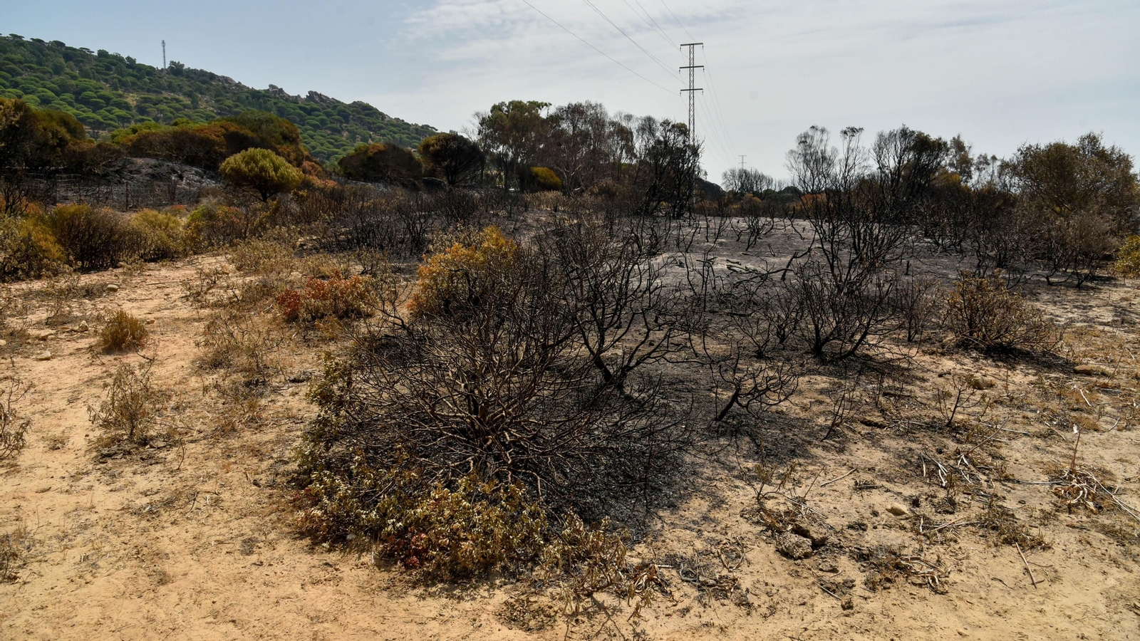 Fotos del incendio de Valdevaqueros que arrasó con 11 hectáreas de Parque Natural del Estrecho Las fotos de la zona afectada por el incendio de Valdevaqueros
