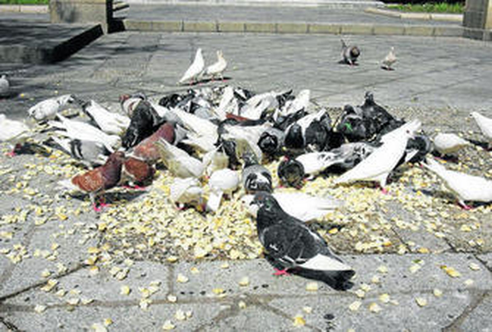 Palomas comiendo el pan arrojado por un ciudadano en la Plaza del Triunfo.