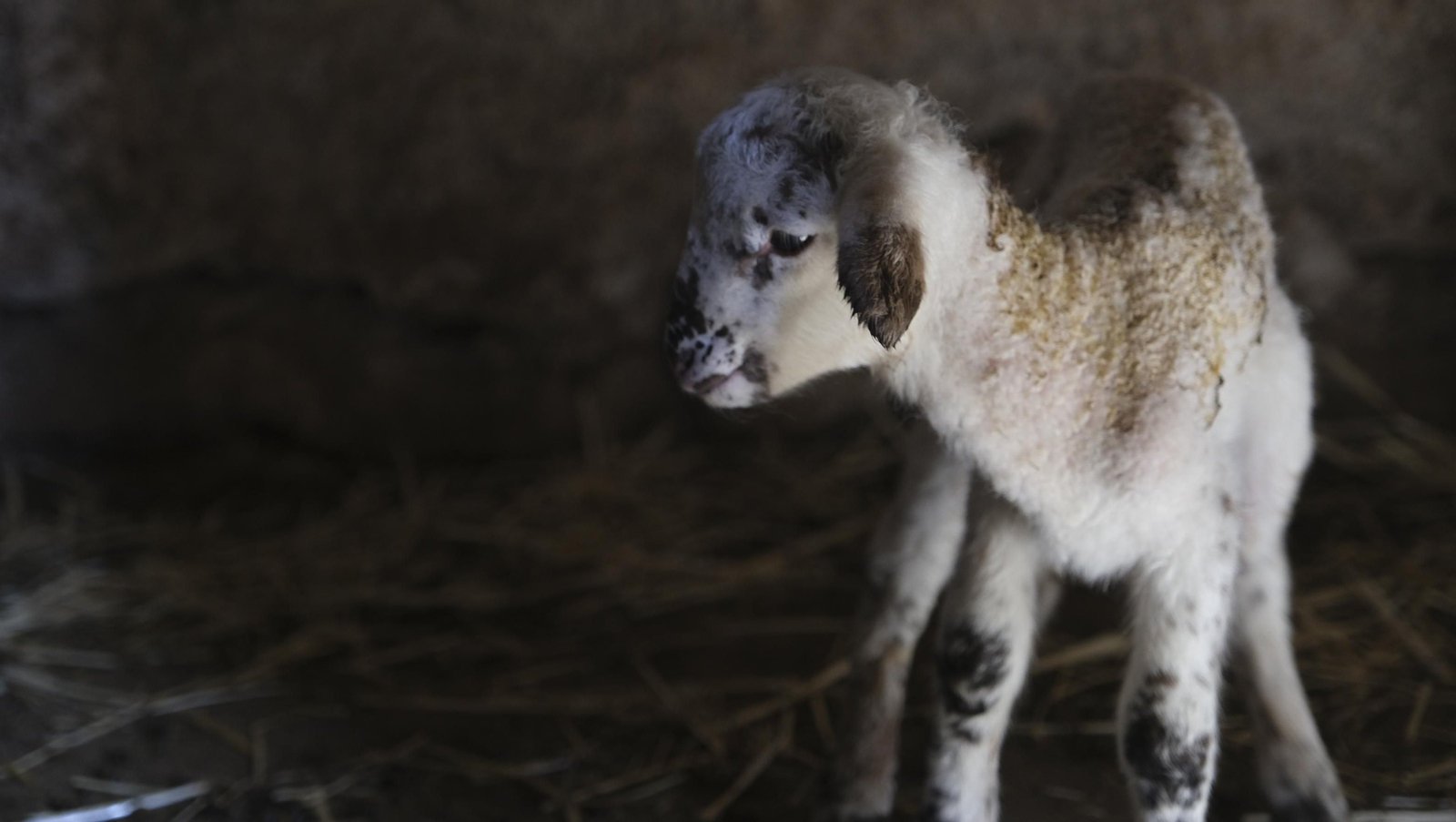 Fotogalería de la ganadería tradicional de Vélez Rubio, las imágenes más tiernas de los corderos recién nacidos