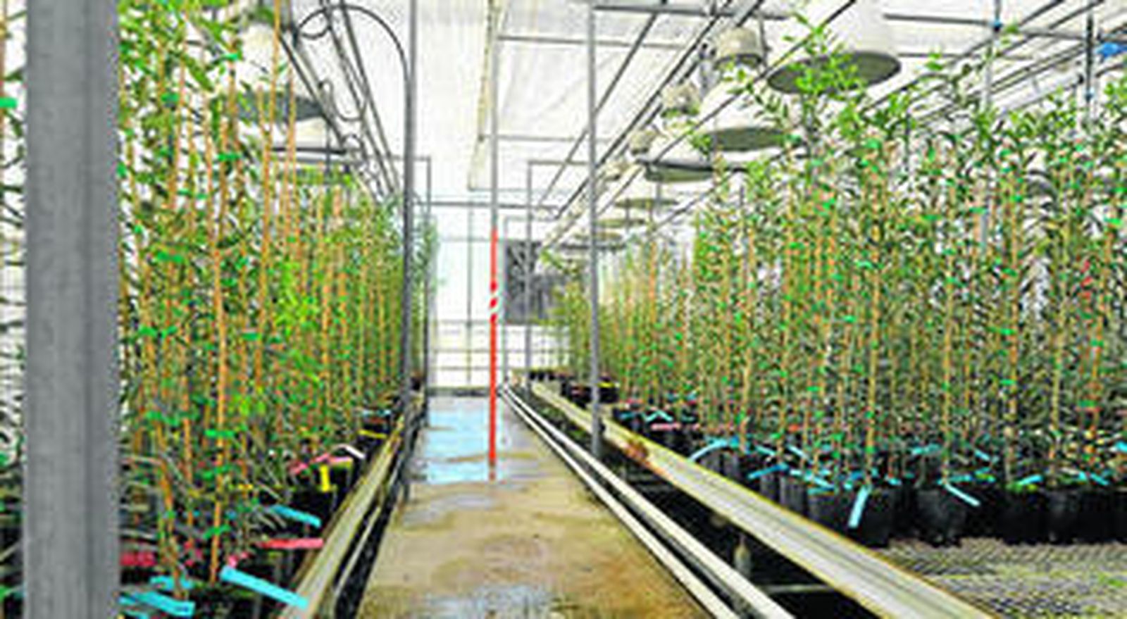 Invernadero con selecciones de olivo, algunas de las cuales se podrán convertir en variedades en un futuro no lejano.