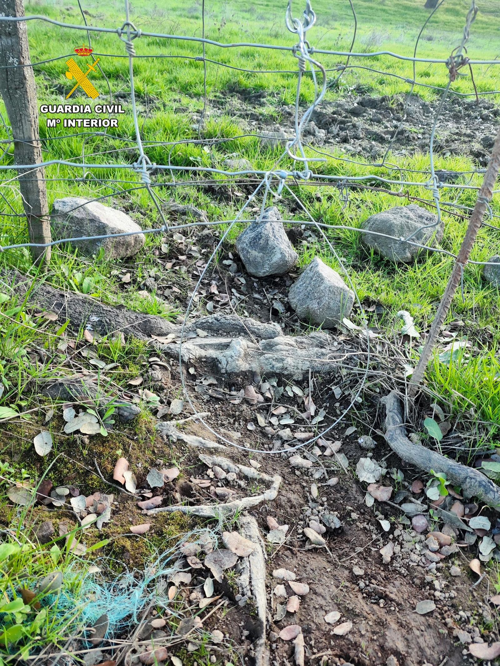 Las trampas localizadas junto a la alambrada de una finca.