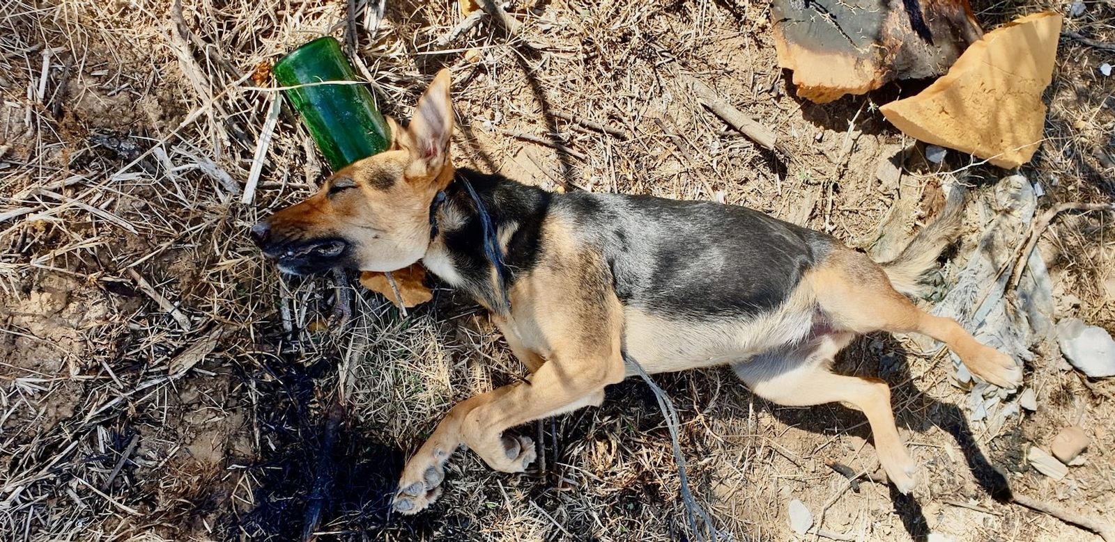 El perro ahorcado en el paraje La Cucaracha