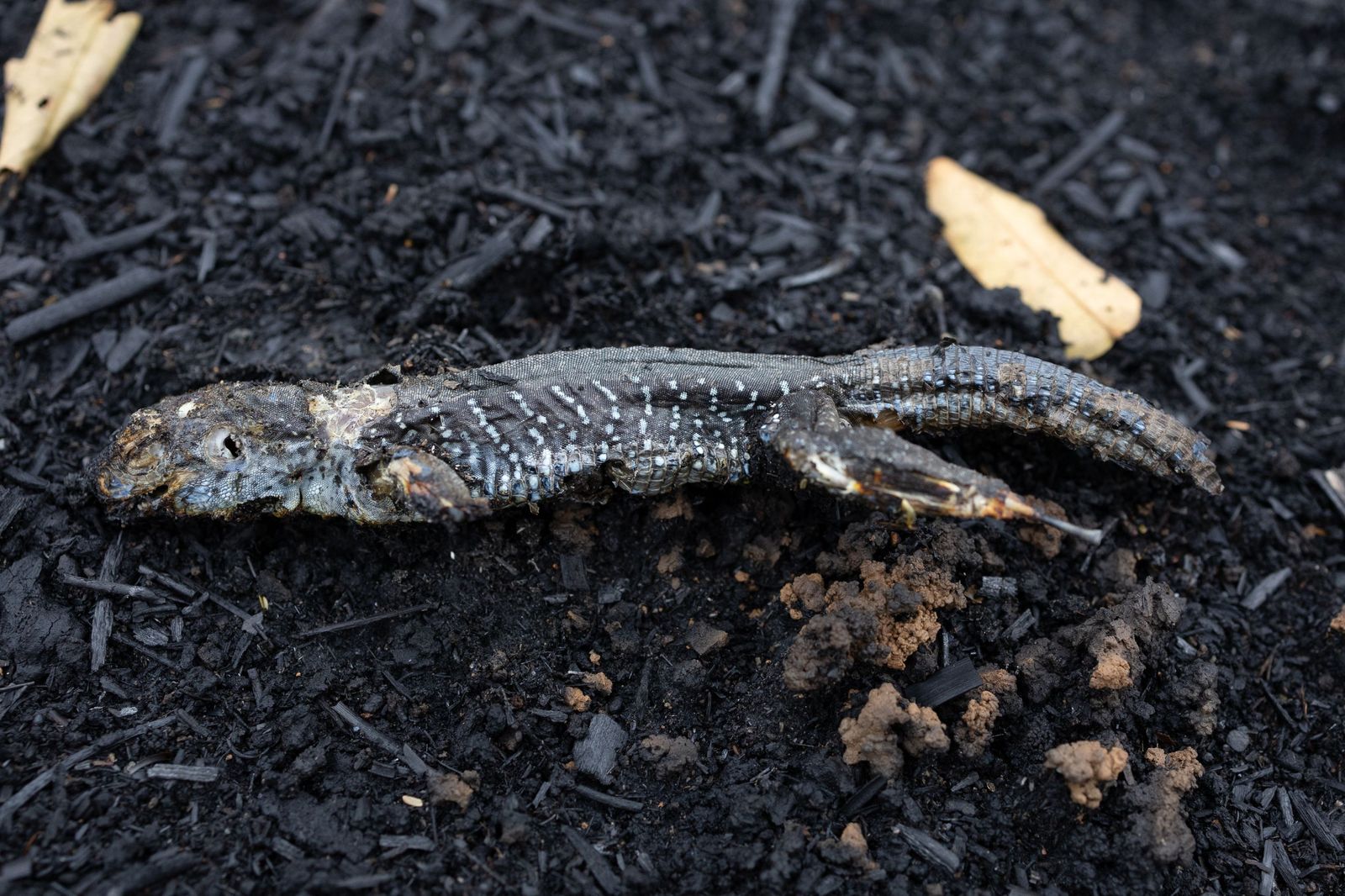 Las llamas convierten en una tumba al aire libre El Pantanal en Brasil