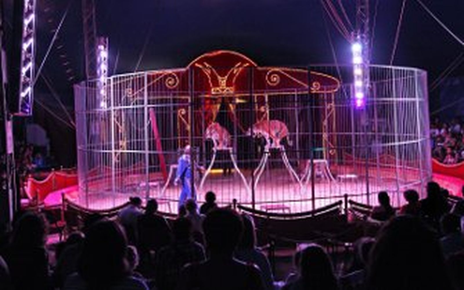 Diversión y espectáculo entre tigres, payasos y trapecistas