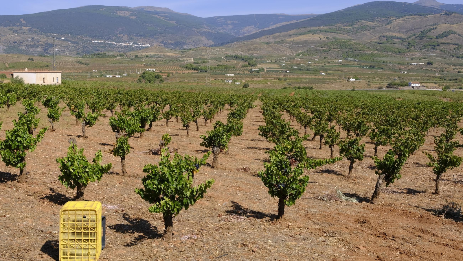 La vendimia en la Bodega Cortijo del Cura de Laujar, en imágenes