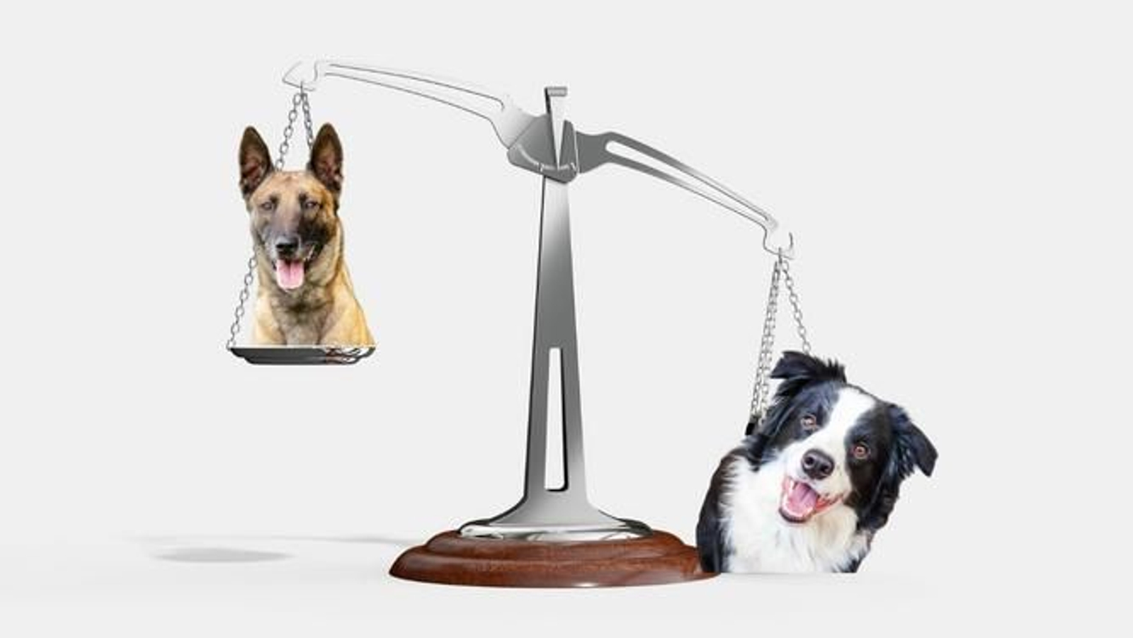 Un estudio afirma que el pastor belga malinois es el perro más inteligente del mundo, sustituyendo al famoso border collie