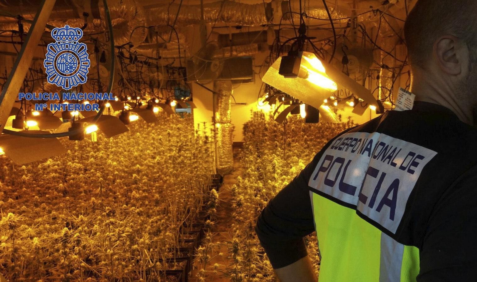Un policía nacional, en una plantación de marihuana.