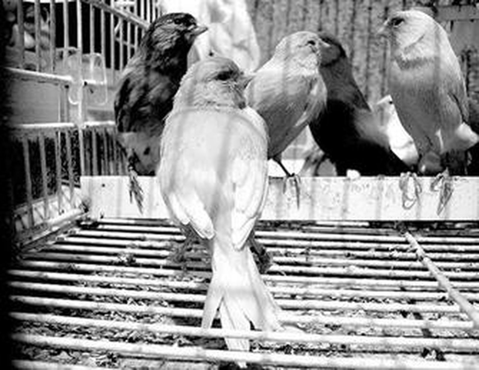 Dos mil canarios compitieron en postura, belleza y trinos en Cuevas