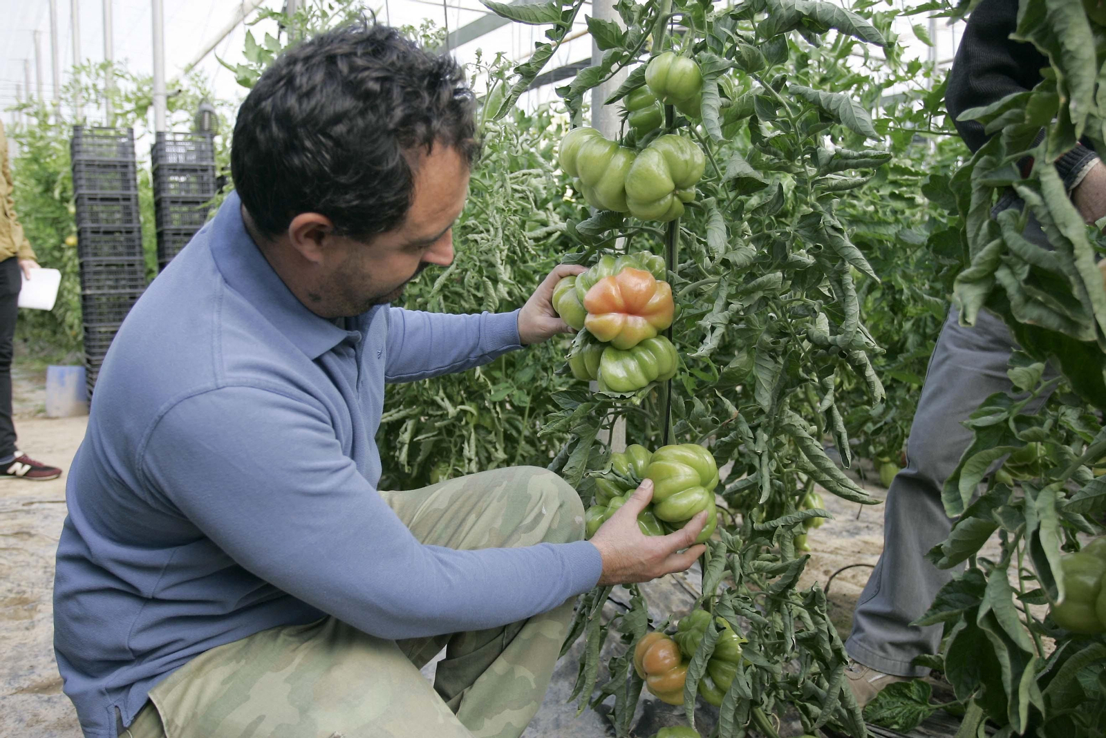 Un agricultor cultiva tomates en su invernadero ubicado en Vícar.