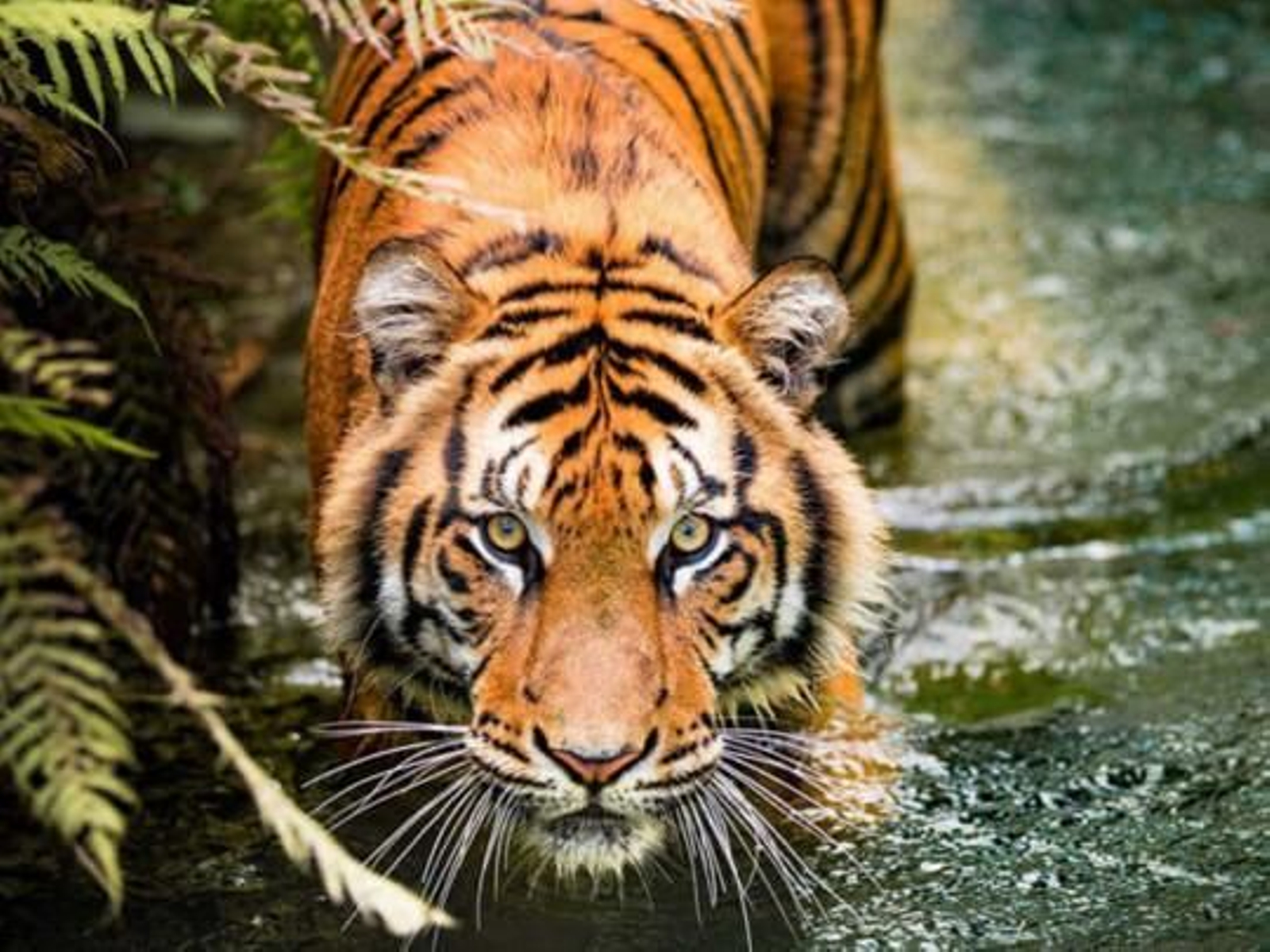 Un tigre de Nueva York tiene coronavirus