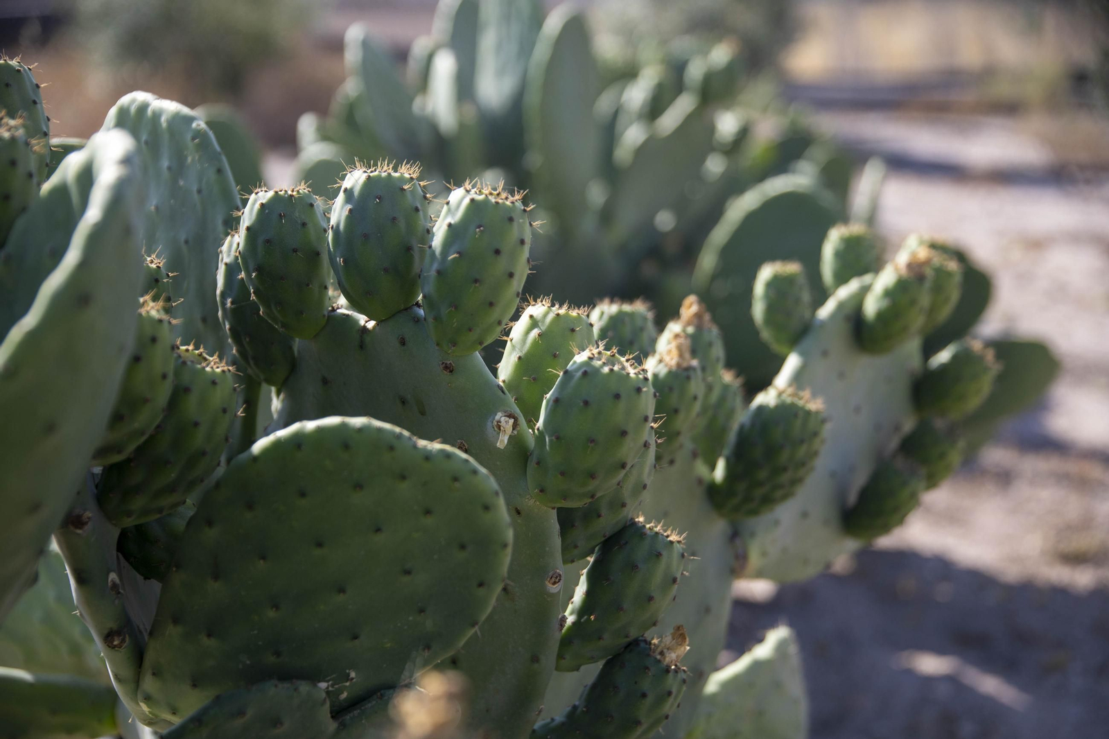 Plantación de chumbos de Níjar
