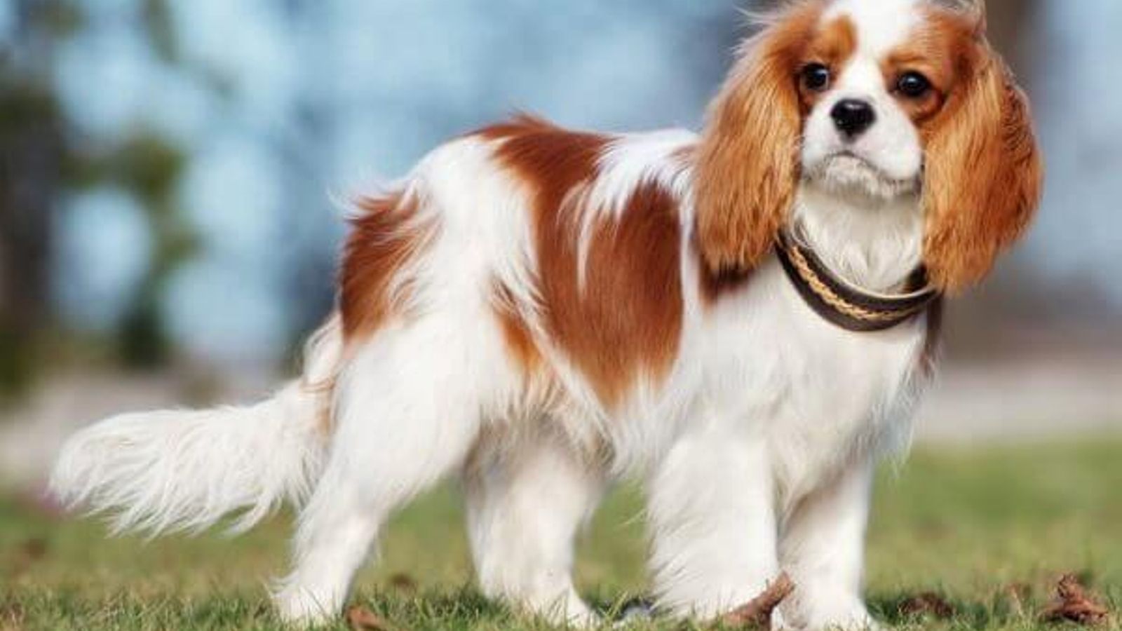 cavalier king charles